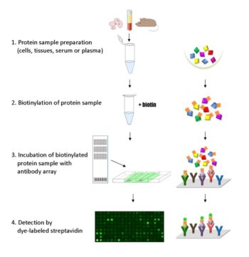 Phospho Explorer Antibody Array