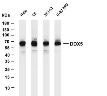 DDX5 Rabbit Monoclonal Antibody